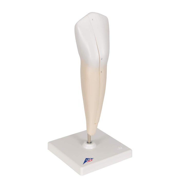 3B Scientific Menschliche Anatomie - Unterer Eckzahn, 2-teilig + kostenlose Anatomie App - 3B Smart
