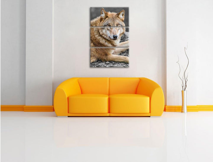 Pixxprint stolzer Wolf auf Stein als Leinwandbild/Grösse: 3 Teilig (120x80) cm/Wandbild/Kunstdruck/f