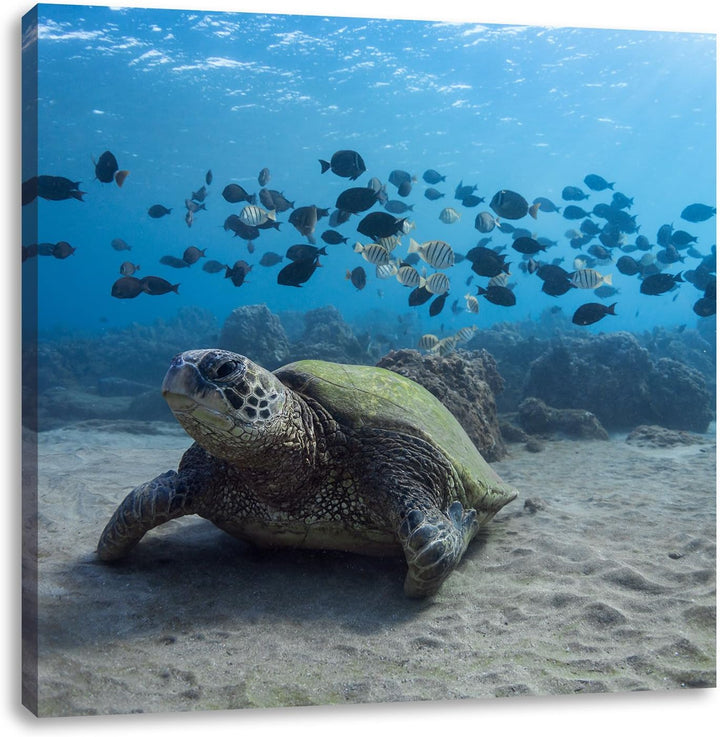 Pixxprint Ninja Turtles, Format: 70x70 auf Leinwand, XXL riesige Bilder fertig gerahmt mit Keilrahme