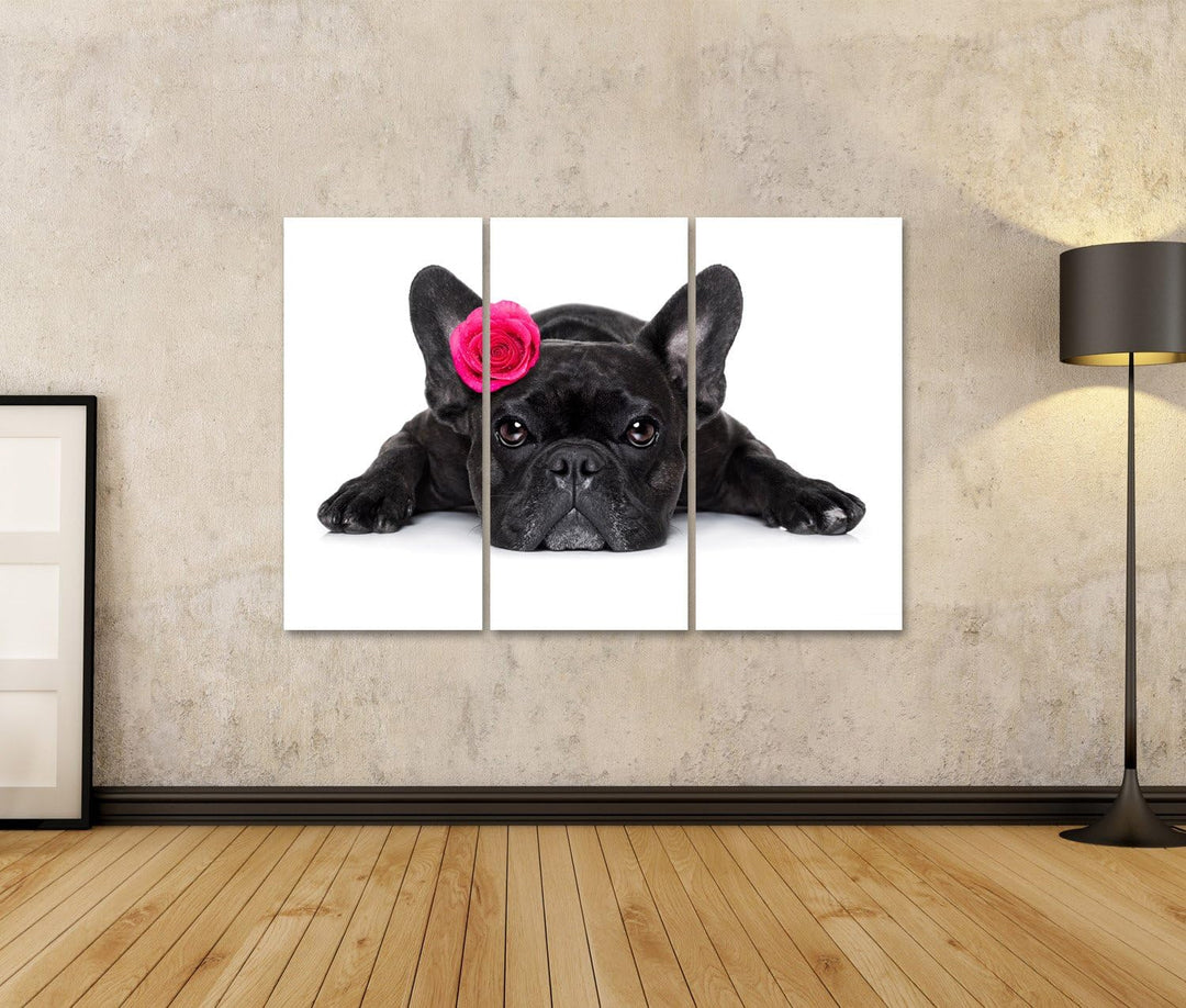 islandburner Bild auf Leinwand Französische Bulldogge Wandbild Poster Kunstdruck Bilder Format: 130x