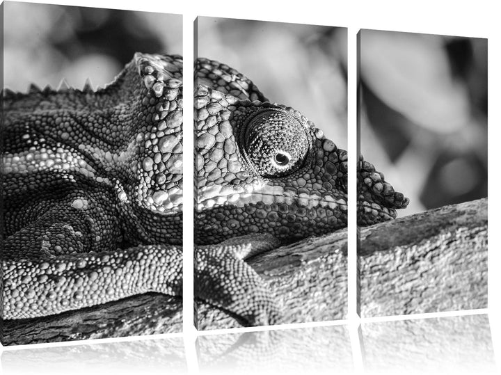 Pixxprint Chamäleon aus Madagaskar Kunst B&W 3-Teiler Leinwandbild 120x80 Bild auf Leinwand