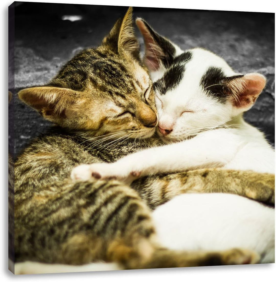 Pixxprint Liebende Kätzchen als Leinwandbild/Grösse: 70x70 cm/Wandbild/Kunstdruck/fertig bespannt, 7