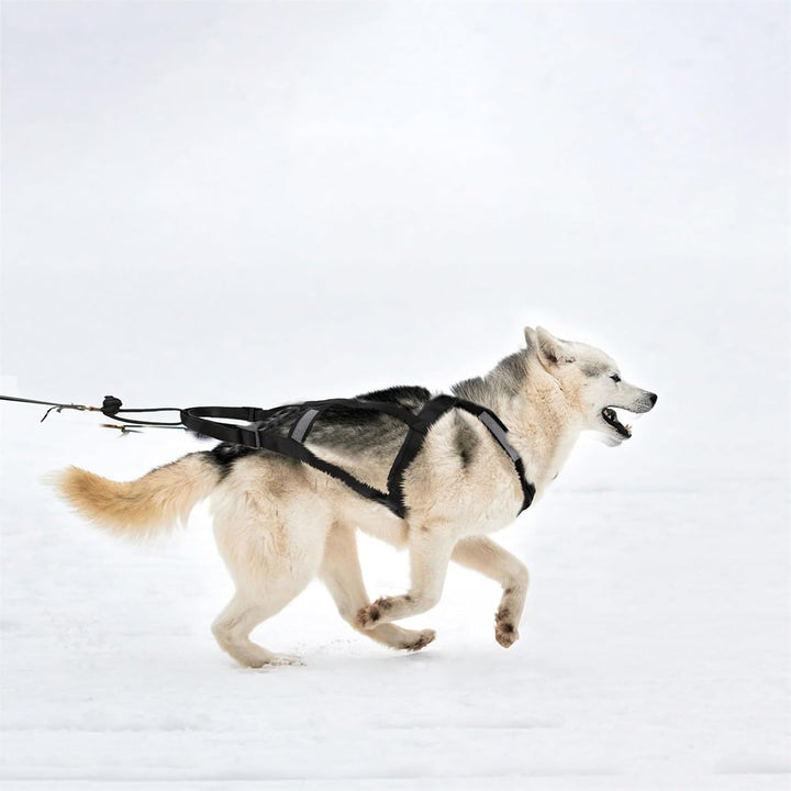 Zuggeschirr für Hunde, Ultra-Robust & Reflektierend, Aktivgurt für Schlittenhunde Sport Training, Ko