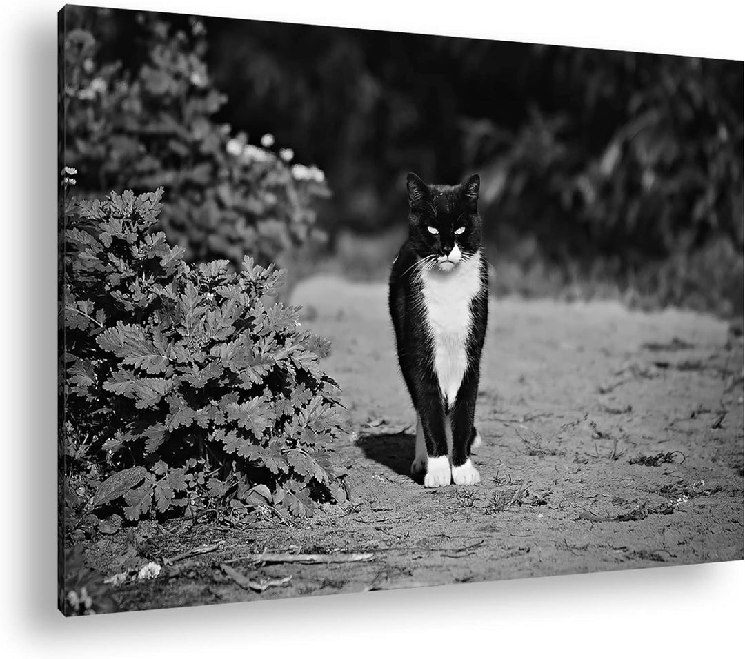 deyoli schwarze Hauskatze Format: 80x60 Effekt: Schwarz&Weiss als Leinwandbild, Motiv fertig gerahmt