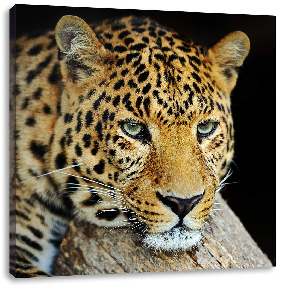 Pixxprint Ruhiger Leopard, Format: 70x70 auf Leinwand, XXL riesige Bilder fertig gerahmt mit Keilrah