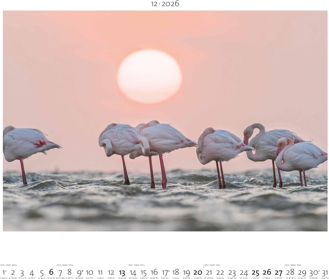 Palazzi - Hautnah – Afrikas Wildnis 2026 – Wandkalender 60×50 cm mit 12 Tierfotografien, Poster-Kale