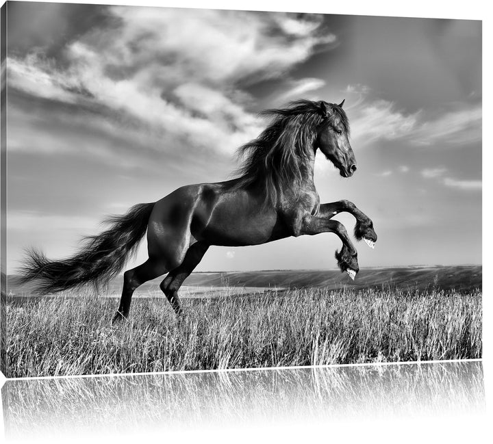 Pixxprint Monocrome, Schwarzer Hengst auf grünen Wiese, Format: 100x70 auf Leinwand, 100x70