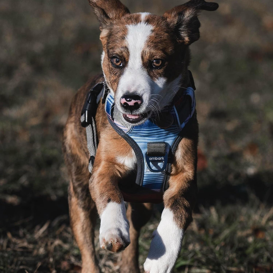 Embark Urban Hundegeschirr, einfach an- und abzulegen, mit Leinenbefestigungen vorn und am Rücken, m