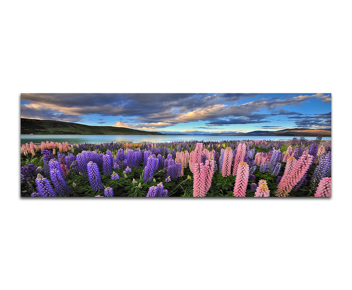 Paul Sinus Art Panoramabild auf Leinwand und Keilrahmen 150x50cm Neuseeland Blumenwiese Berge See Na