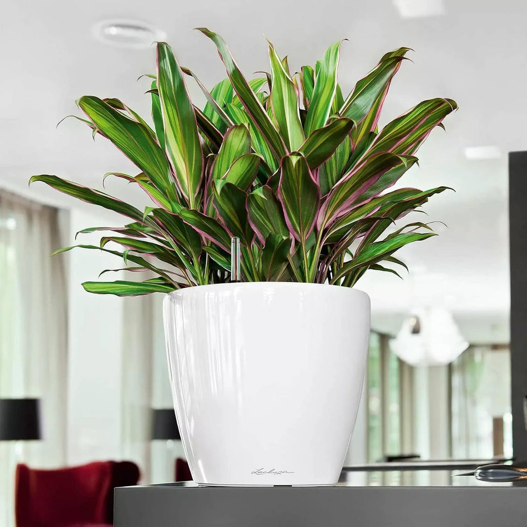 LECHUZA CLASSICO Premium LS 28 weiss hochglanz 16040 28.5x28.5x26 cm Weiss Hochglanz Einzel, 28.5x28