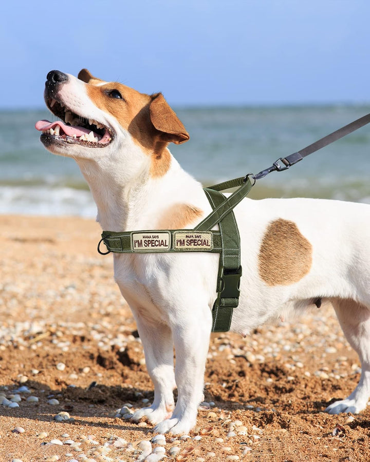 Eeyfarog No Pull Hundegeschirr für kleine mittelgrosse Hunde, reflektierend ausbruchsicher verstellb