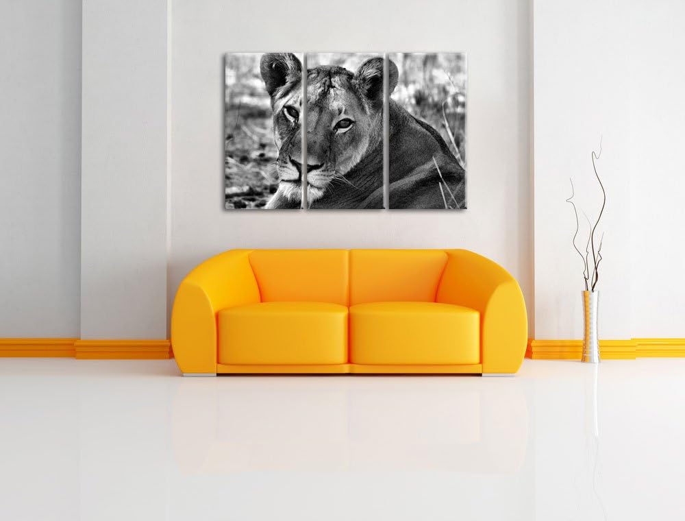 Pixxprint schöne Löwin im Wildgras als Leinwandbild/Grösse: 3 Teilig (120x80) cm/Wandbild/Kunstdruck