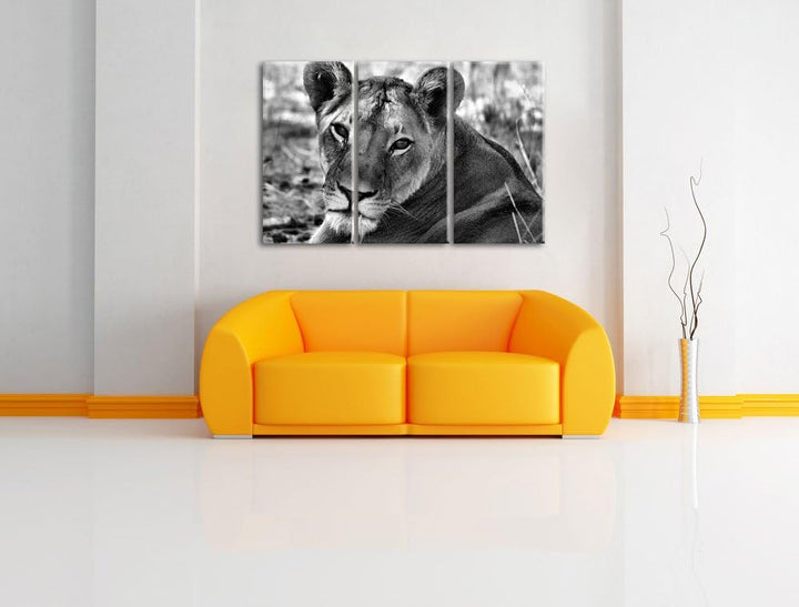 Pixxprint schöne Löwin im Wildgras als Leinwandbild/Grösse: 3 Teilig (120x80) cm/Wandbild/Kunstdruck