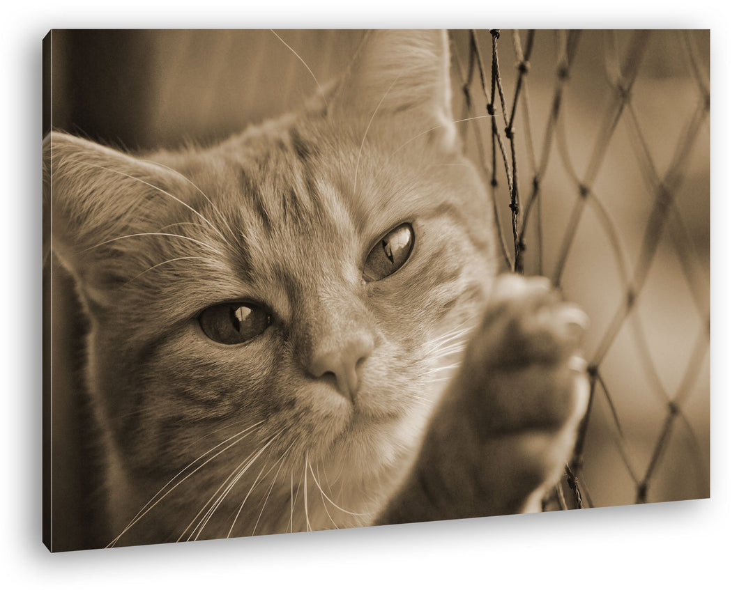 deyoli gefangene Katze Format: 80x60 Effekt: Sepia als Leinwand, Motiv fertig gerahmt auf Echtholzra