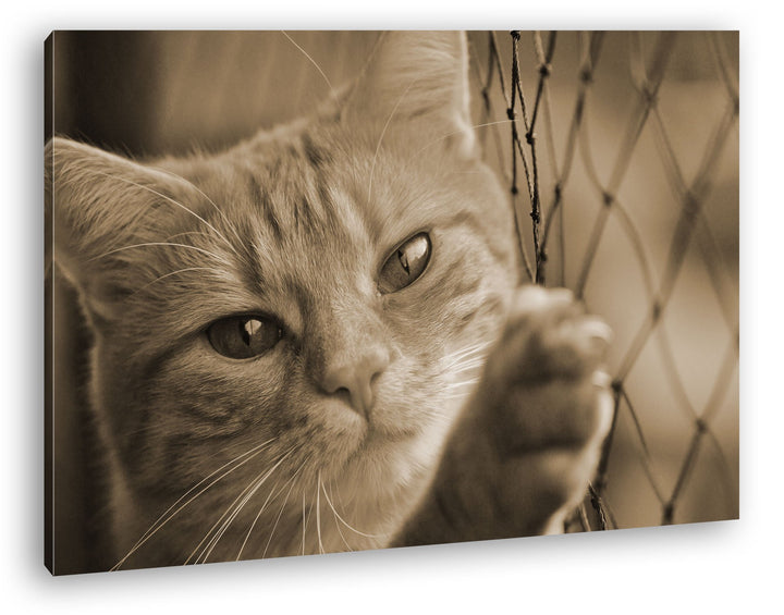 deyoli gefangene Katze Format: 80x60 Effekt: Sepia als Leinwand, Motiv fertig gerahmt auf Echtholzra