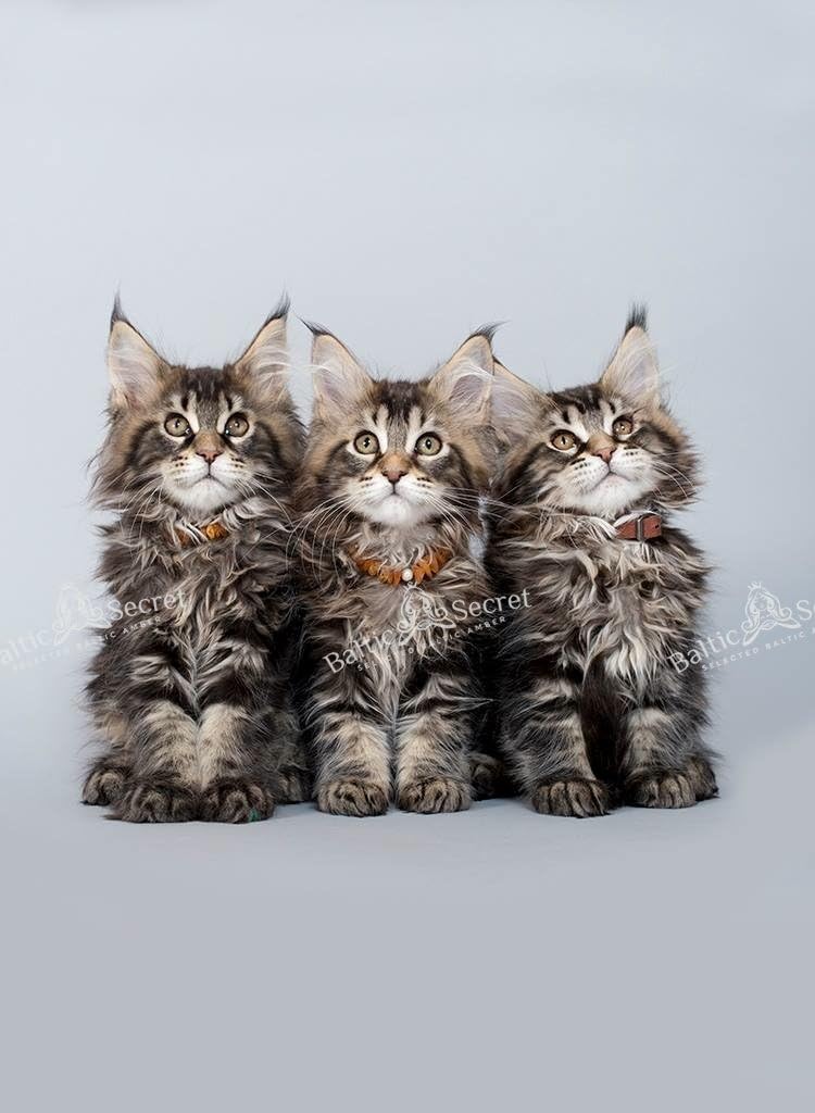 Bernsteinkette für Hund & Katze von Baltic Secret / 100 % Echter Baltischer Bernstein / Der Natürlic