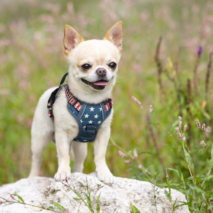 rabbitgoo Hundegeschirr Mittelgrosse Hunde, Anti Zug Geschirr mit Kontrolle, No Pull Verstellbar Hun