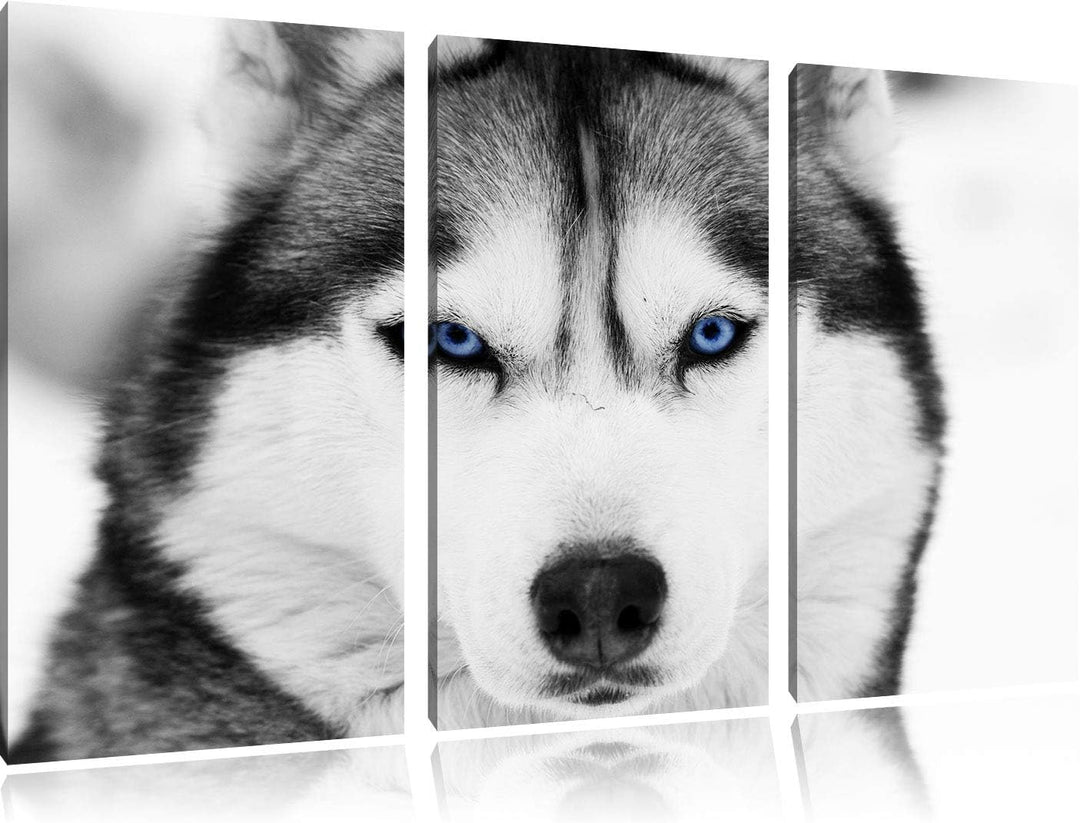 Pixxprint Husky mit blauen Augen als Leinwandbild | Grösse: 3 Teilig (120x80) | Wandbild| Kunstdruck