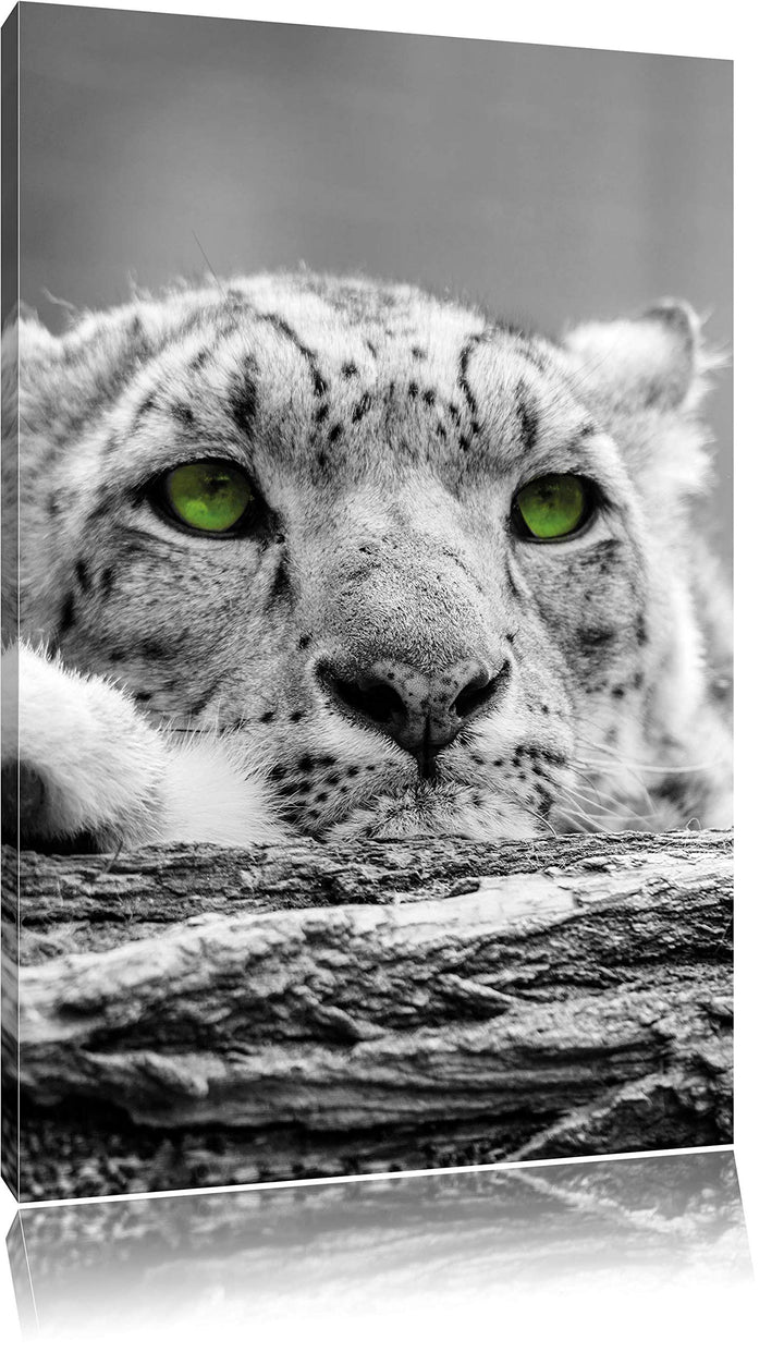 Pixxprint Gepard mit grünen Augen auf Baumstamm als Leinwandbild/Grösse: 120x80 cm/Wandbild/Kunstdru