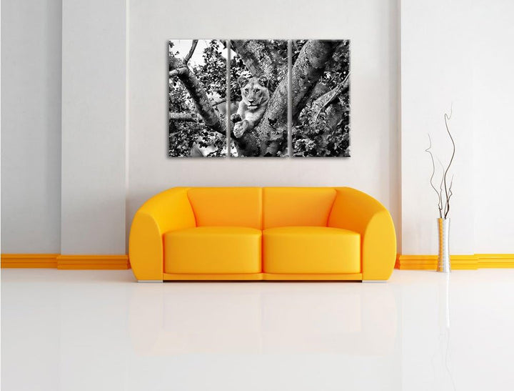 Pixxprint schöne Löwin auf Baum als Leinwandbild/Grösse: 3 Teilig (120x80) cm/Wandbild/Kunstdruck/fe