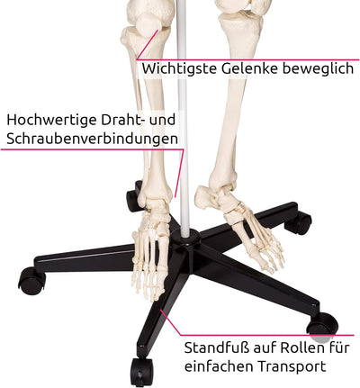 TecTake 400502 Anatomie Skelett lebensgross inklusive Ständer (Skelett | Nr.