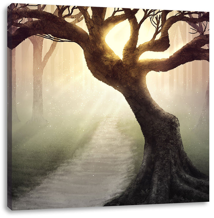Pixxprint Riesiger Baum am Waldweg Schwarz/Weiss, Format: 70x70 auf Leinwand, 70x70