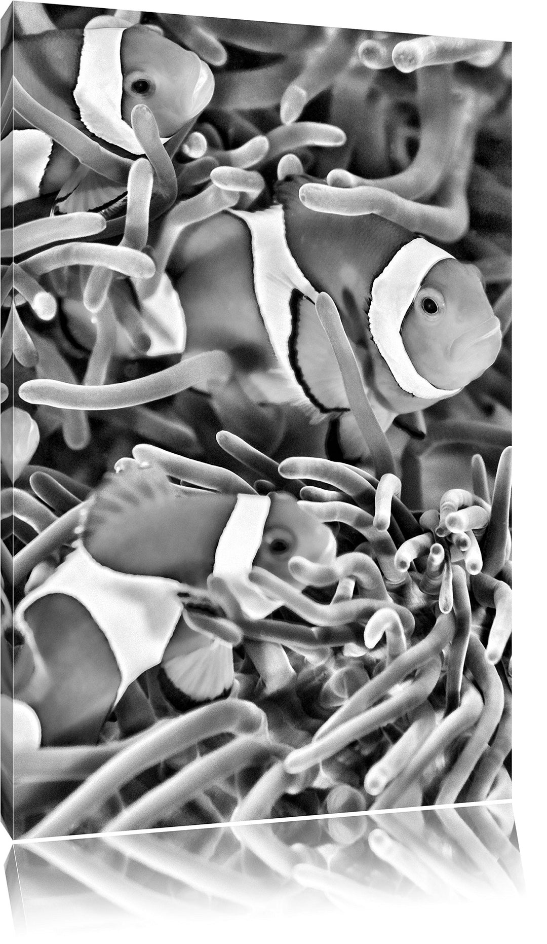 Pixxprint Clown Fische in Anemone als Leinwandbild/Grösse: 100x70 / Wandbild/Kunstdruck/fertig bespa