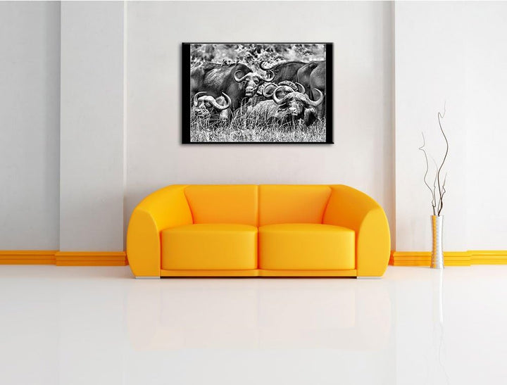 Pixxprint grosse Kaffernbüffel Herde als Leinwandbild/Grösse: 100x70 cm/Wandbild/Kunstdruck/fertig b