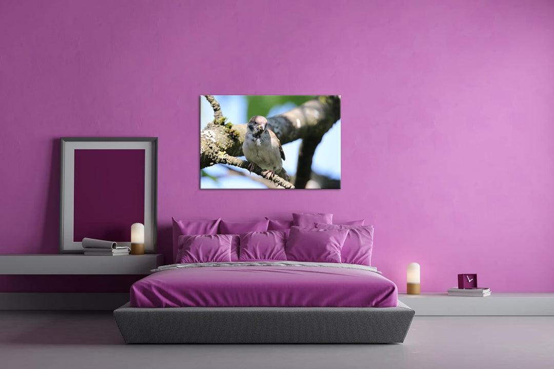 deyoli neugieriger Vogel Format: 60x40 als Leinwandbild, Motiv fertig gerahmt auf Echtholzrahmen, Ho