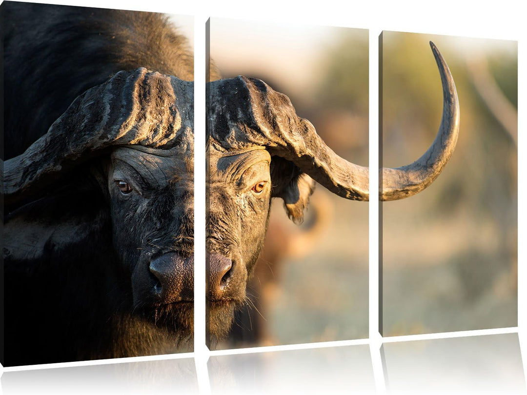 Pixxprint Kaffernbüffel mit Hörnern / 3-Teilig/Gesamtmass 120cm Leinwandbild bespannt auf Holzrahmen