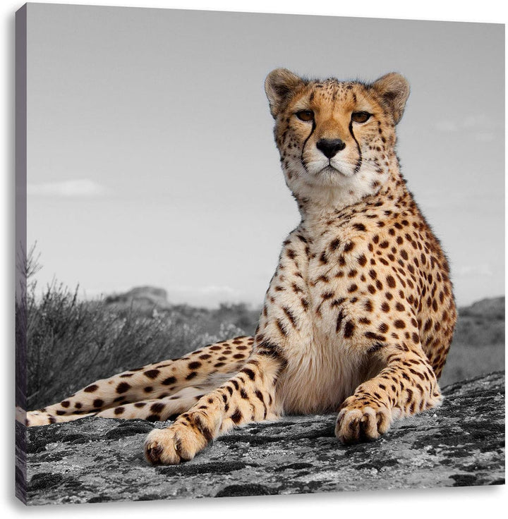 Pixxprint prächtiger Gepard in Savanne als Leinwandbild/Grösse: 70x70 cm/Wandbild/Kunstdruck/fertig