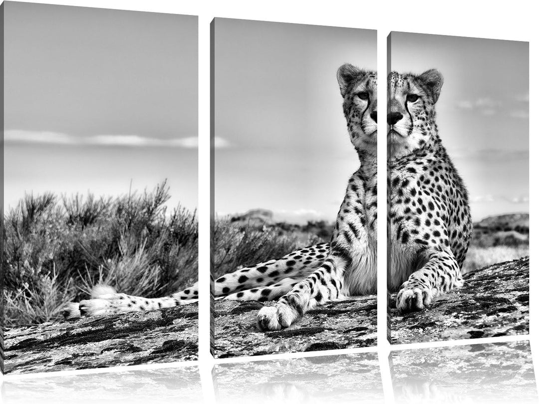 Pixxprint Monocrome, Gepard in Savanne 3-Teiler Leinwandbild 120x80 Bild auf Leinwand