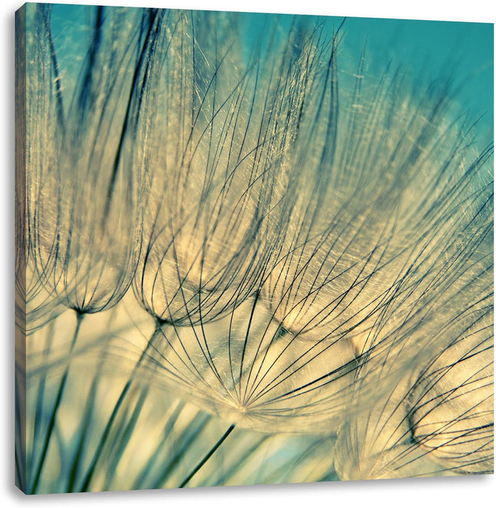 Pixxprint Pusteblumen, Format: 70x70 auf Leinwand, XXL riesige Bilder fertig gerahmt mit Keilrahmen,