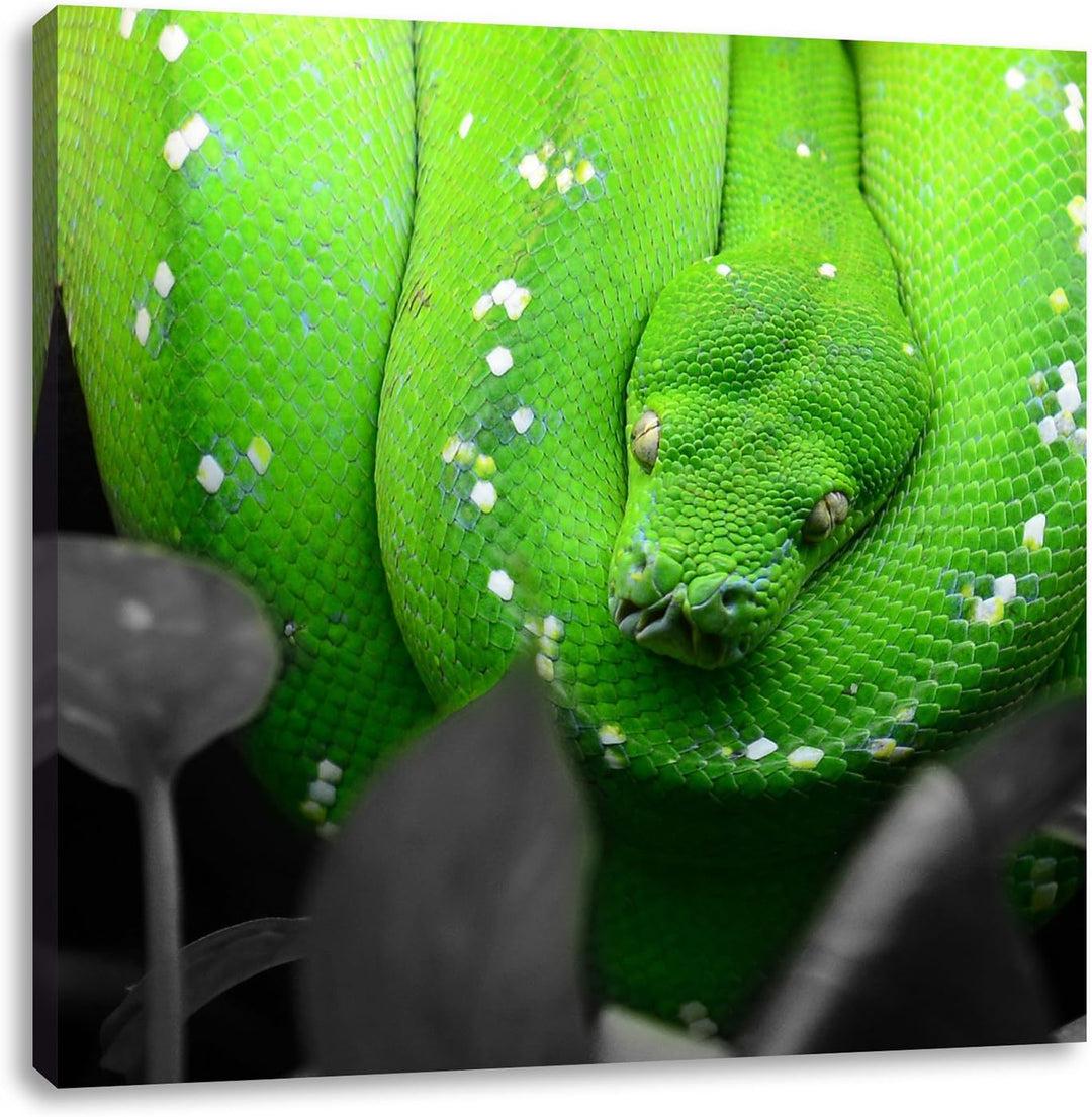 Pixxprint Giftige Grüne Schlange schwarz/weiss, Format: 70x70 auf Leinwand, 70x70