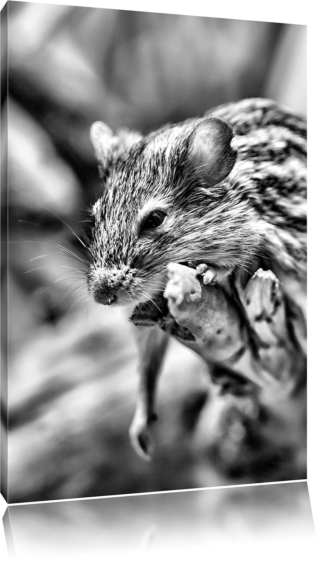 Pixxprint Monocrome, ruhende Feldmaus, Format: 100x70 auf Leinwand, 100x70