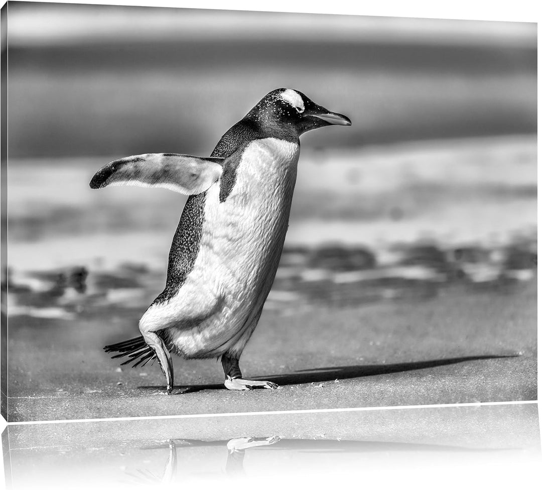 Pinguin am Strand als Leinwandbild/Grösse: 100x70 cm/Wandbild/Kunstdruck/fertig bespannt, 100x70