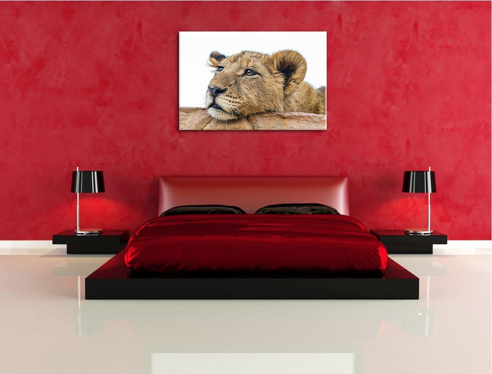 Pixxprint junger Löwe schläft auf Leinwand, XXL riesige Bilder fertig gerahmt mit Keilrahmen, Kunstd