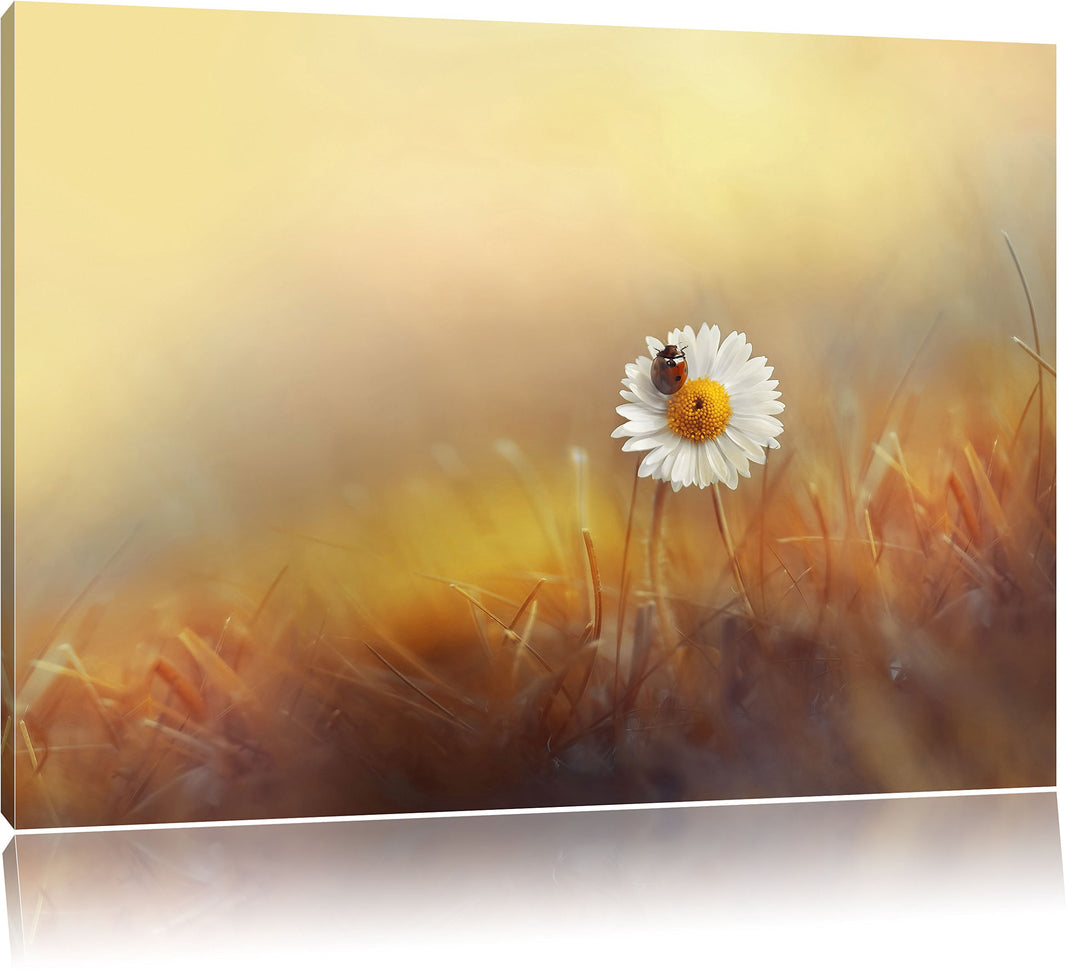 Pixxprint Gänseblümchen mit Marienkäfer im Gras, Format: 100x70 auf Leinwand, 100x70