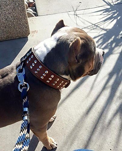Bestia Star Hundehalsband mit Nieten und Innenpolsterung 6,5 cm Breit M- 42.5 bis 50 cm Halsumfang /