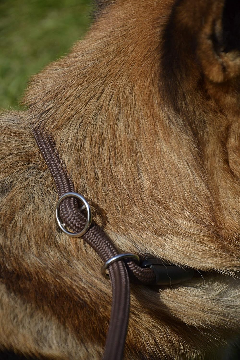 Dingo Retrieverleine mit Zugstopp Hundeleine aus Seil,Snake'' und aufstellbarem Halsband Trainingsle