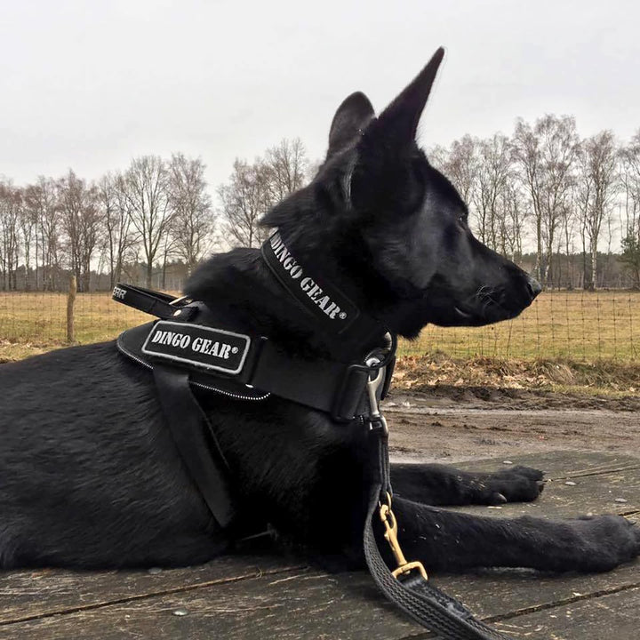 Dingo Gear Hundehalsband mit Cobra Schnalle, Farbe Schwarz,Band Breite 4 cm Länge 45-63 cm S04029 Sc