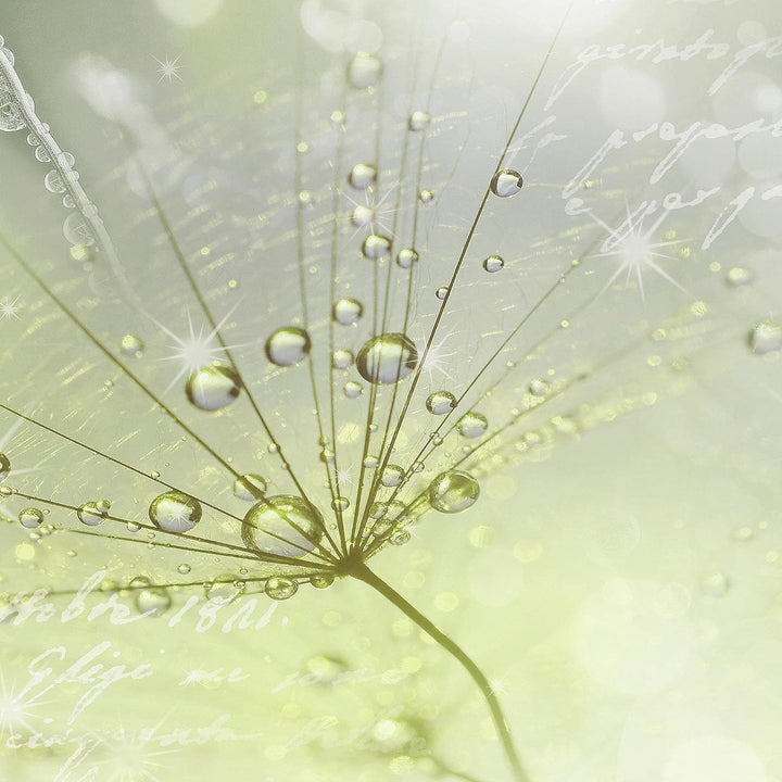 Runa Art Bild Pusteblume Wandbilder auf Vlies Leinwand 5 Teilig Wanddekoration Wohnzimmer Schlafzimm