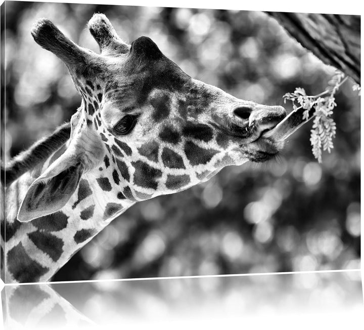 Pixxprint Giraffe Gesicht / 100x70cm Leinwandbild bespannt auf Holzrahmen/Wandbild Kunstdruck Dekora