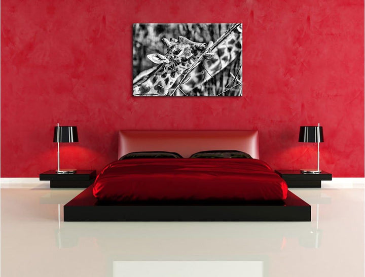 Pixxprint fressende Giraffe/Format: 100x70cm / Leinwandbild fertig bespannt Wandbild Kunstdruck, 100