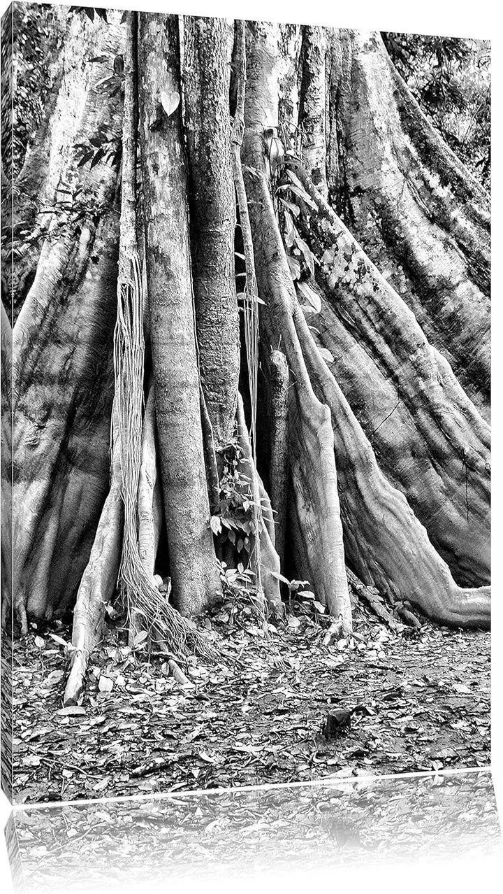 Pixxprint Mächtiger Urwald Baum / 100x70cm Leinwandbild bespannt auf Holzrahmen/Wandbild Kunstdruck