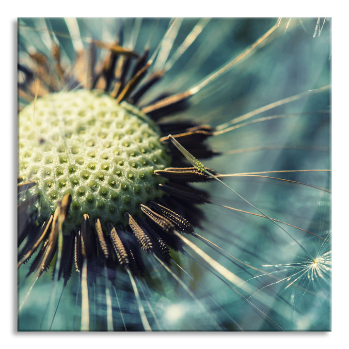 Pixxprint Glasbild | Wandbild auf Echtglas | Pusteblume | 50x50 cm | inkl. Aufhängung und Abstandsha