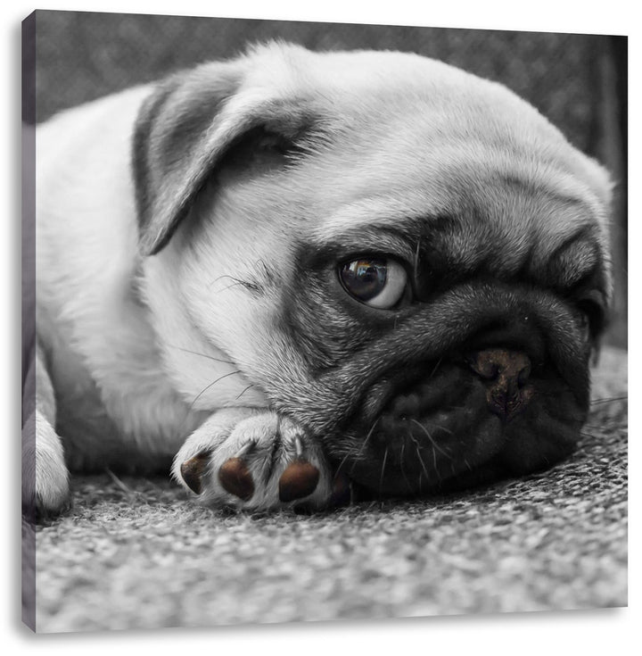 Pixxprint süsser Kleiner Mops auf Teppich schwarz/weiss, Format: 70x70 auf Leinwand, 70x70