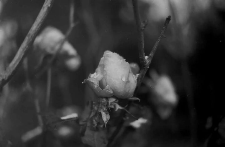 CINE DN 21 (12/12 ISO) Kleinbildfilm -30,5 Meter DN21, DN21