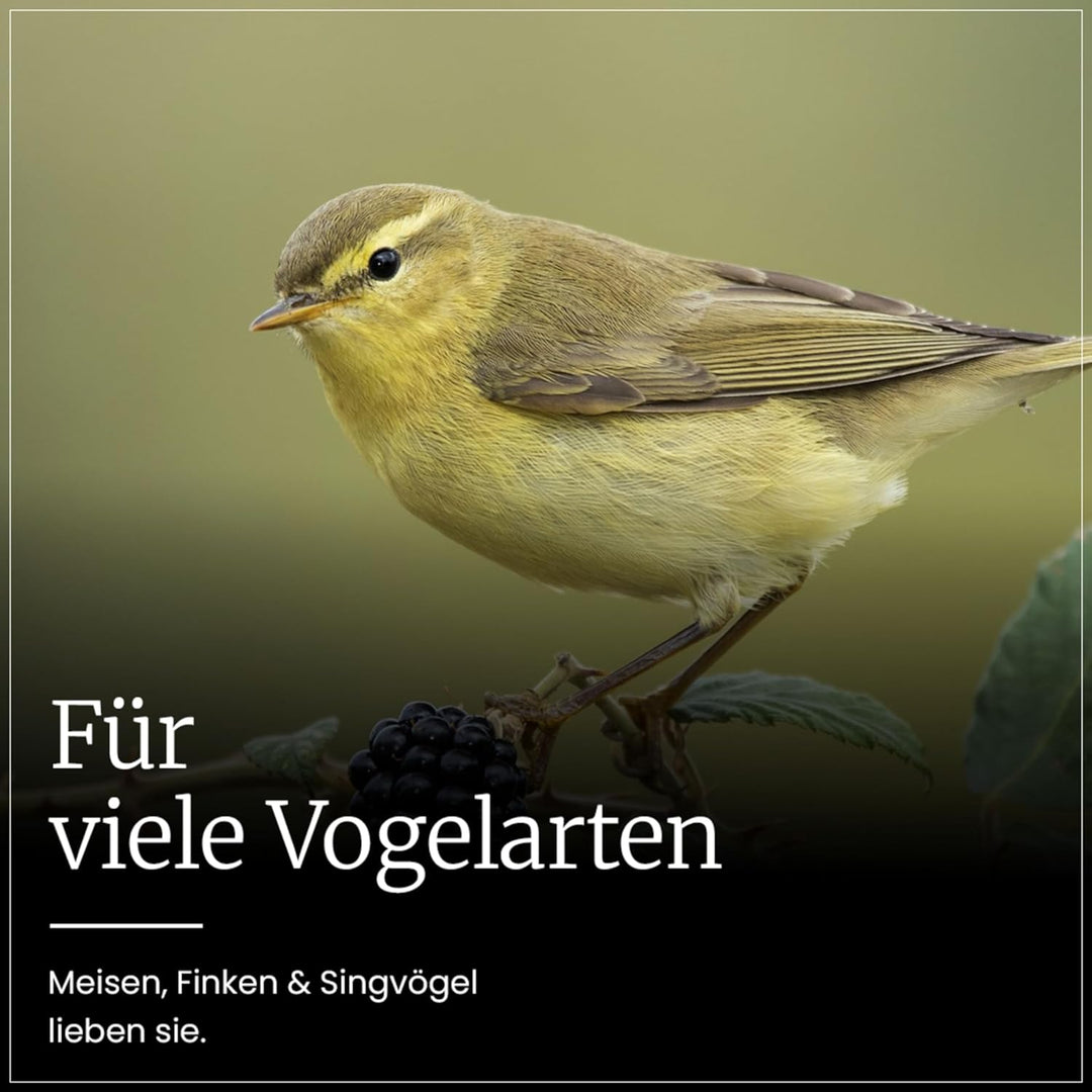 Erdtmanns - 150 Meisenknödel ohne Netz für Wildvögel im Karton I Umweltfreundlich I Vielfältige Zusa