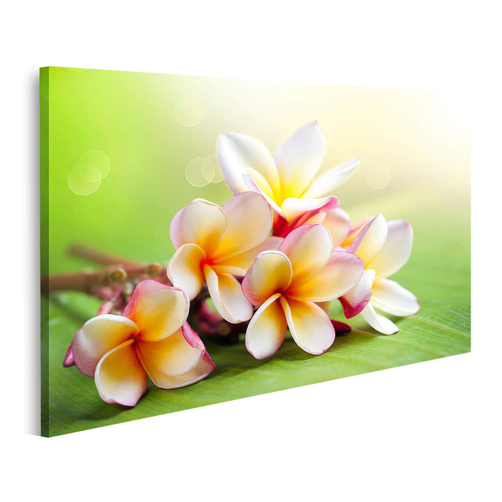 islandburner Bild auf Leinwand Frangipani Tropische Spa Blume Bilder Wandbilder Poster Leinwand 100x